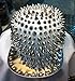 New Spike Studded Embellished Adjustable Cap Bright Brim (White)