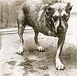 Alice in Chains