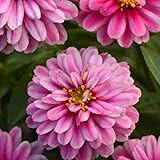 Outsidepride 100 Seeds Annual Zinnia Marylandica