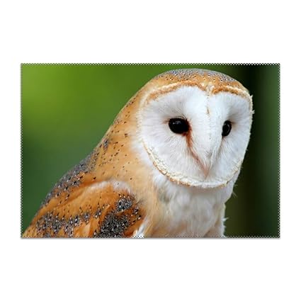Amazon Com Htrfgdhxcv Placemats For Dining Table Owl Bird Face