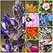 Package of 30,000 Seeds, Bird and Butterfly Wildflower Mixture (100% Pure Live Seed) Non-GMO Seeds by Seed Needs ... primary
