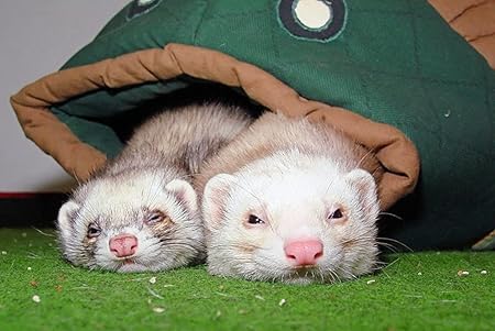 Amazon Co Jp A0 特大 ポスター 眠っているフェレットカップル 壁紙ウォールステッカーポスター A0 11x841mm Generic