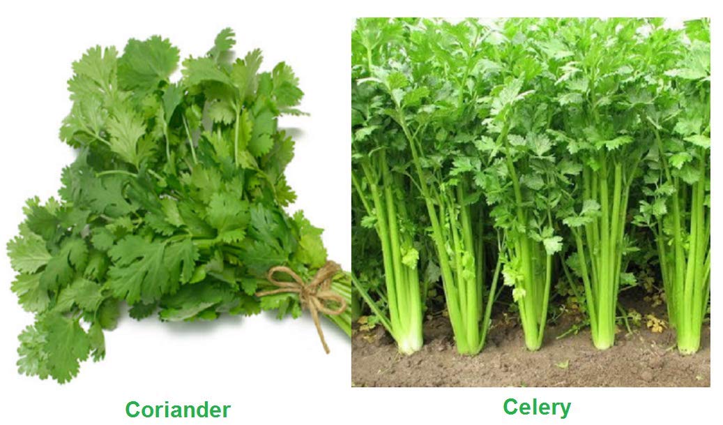 Splendour Seeds Coriander, Celery Dual pack kitchen garden vegetable