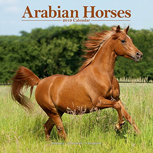 Arabian Horse Calendar Calendars 2018 2019 Wall Calendars Only Arabian Horses Animal Calendar Arabian Horses 16 Month Wall Calendar By Avonside Calendar July 6 2018 Buy Online In Gambia At Desertcart