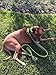 Chai's Choice Best Outdoor Adventure Dog Harness (Large, Green)