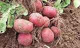 Simply Seed - 5 LB - Red Pontiac Potato Seed - Non GMO - Organic Grown - Order Now for Fall Plantin