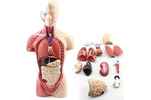 Plasdent superply Anatomy Model | 11inch Human Torso Body | Heart Brain Skeleton | Medical School Educational Tool