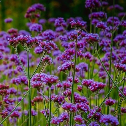 Semi Purpletop Verbena Fiore Verbena Bonariensis 200 Semi Amazon It Giardino E Giardinaggio