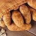 Simply Seed - Russet Burbanks - Organic Grown Seed Potatoes - 5 LBS - Ready for Fall Planting