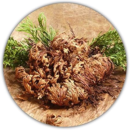 Rose Of Jericho Kaufen