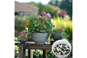 ZESHOPS 15pcs Germinated Lotus Seeds, Ready to Plant - Mixed Color Bonsai Bowl Lotus for Indoor & Outdoor Aquatic Gardens, Includes Planting Guide, Easy Growth (Germinated Lotus Seeds (Ready to Plant))