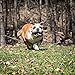 Bulldogs 2019 16 Month Wall Calendar 12 x 12 Inches