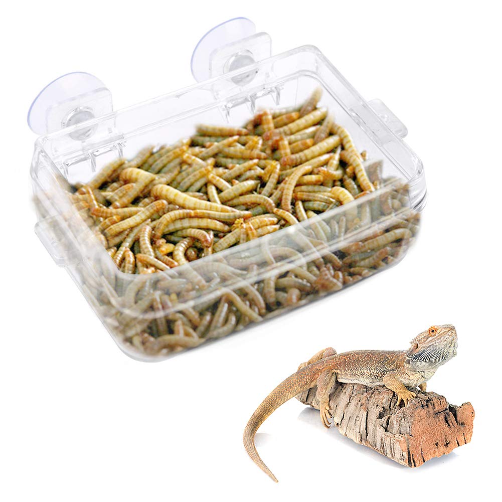 Reptile Feeder, Transparent Amphibians Feeding Basin with Suction Cup for Gecko Snakes Snakes Chameleon Iguana