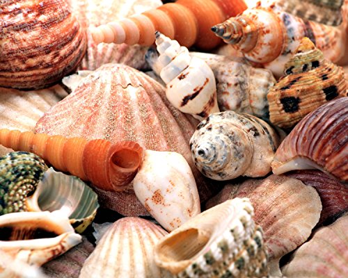 Sea Shells 504 Piece Jigsaw Puzzle 16" X 20"