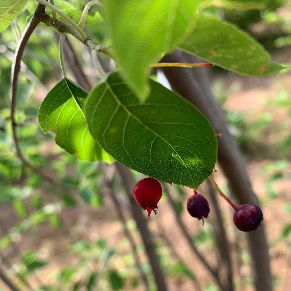 Amazon ジューンベリー 単木 樹高1 8 2 0m前後 根鉢含まず 単品 落葉 植木 庭木 花木 シンボルツリー 植木