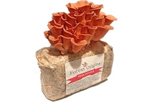 Forest Origins Pink Oyster Mushroom Grow Kit, Beginner Friendly & Easy to Use, Grows in 10 Days | Handmade in California, USA | Top Gardening Gift, Holiday Gift & Unique Gift