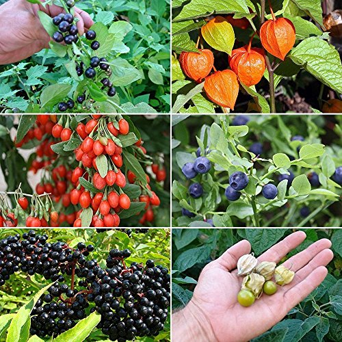 Buy Berry Garden Seed Collection 2 A 6 Variety Pack of Rare and