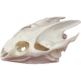 CLLOEAT Taxidermy Real Animals Skulls, Real Bones Specimen, Taxidermy Supplies for Science Education, Special Gift (Turtle Skull)