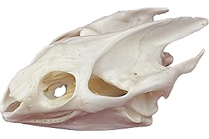 CLLOEAT Taxidermy Real Animals Skulls, Real Bones Specimen, Taxidermy Supplies for Science Education, Special Gift (Turtle Skull)
