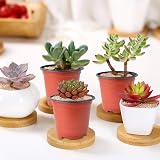 100 Pcs Plastic Plant Pots 10cm Brown Nursery Seed Starting view 5