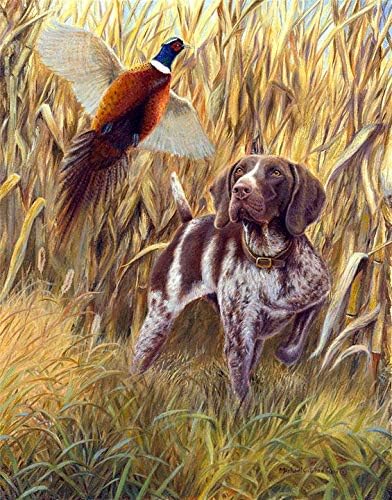 german pointer pointing