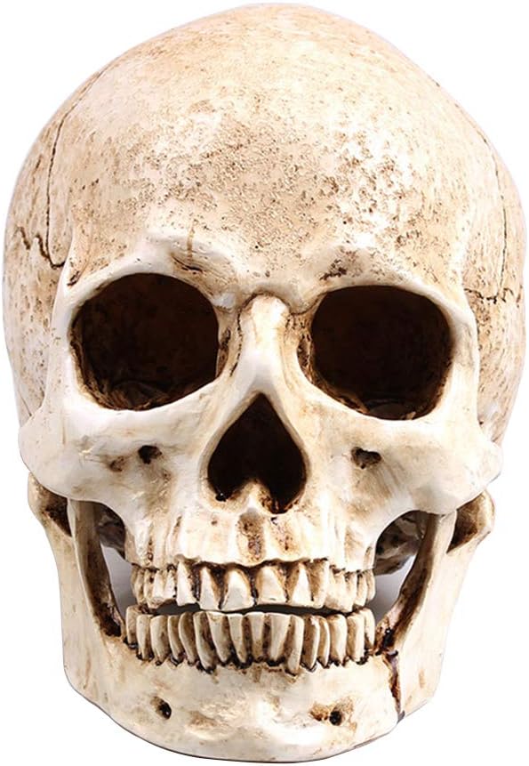 RMMWhite Head Human Skull Model Replica Medical Realistic Lifesize 1:1 Emulate Resin Crafts Skull for Decorative