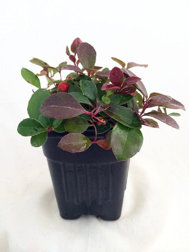 Cherry Berries Wintergreen Plant Gaultheria Teaberry Aromatic