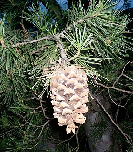 Syed Pinus Gerardiana Seed Amazon In Garden Outdoors