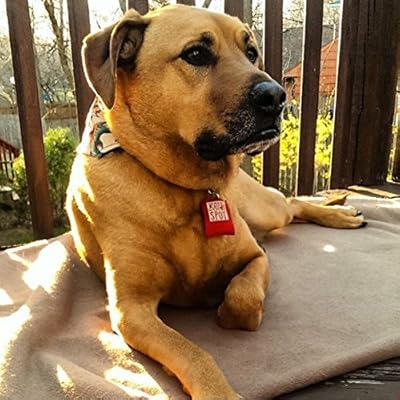 quiet spot pet tag silencer