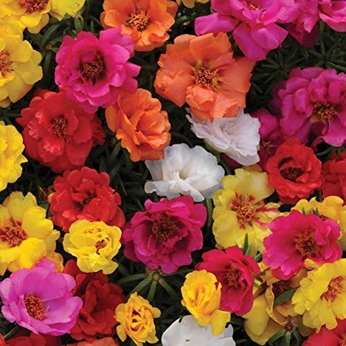dzsntsmgs 100Pcs Fresh Flower Seeds Moss Rose Double Mix Portulaca Grandiflora Gardening Garden Decor, Ornamental Bonsai, Easy to Grow