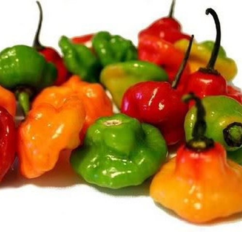 Ajicito Aji Dulce Aji Gustoso Cachucha Puerto Rican Pepper 50 Seeds Amazon De Garten