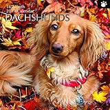 Dog Breeds - Dachshunds 2017 Monthly Wall Calendar, 12