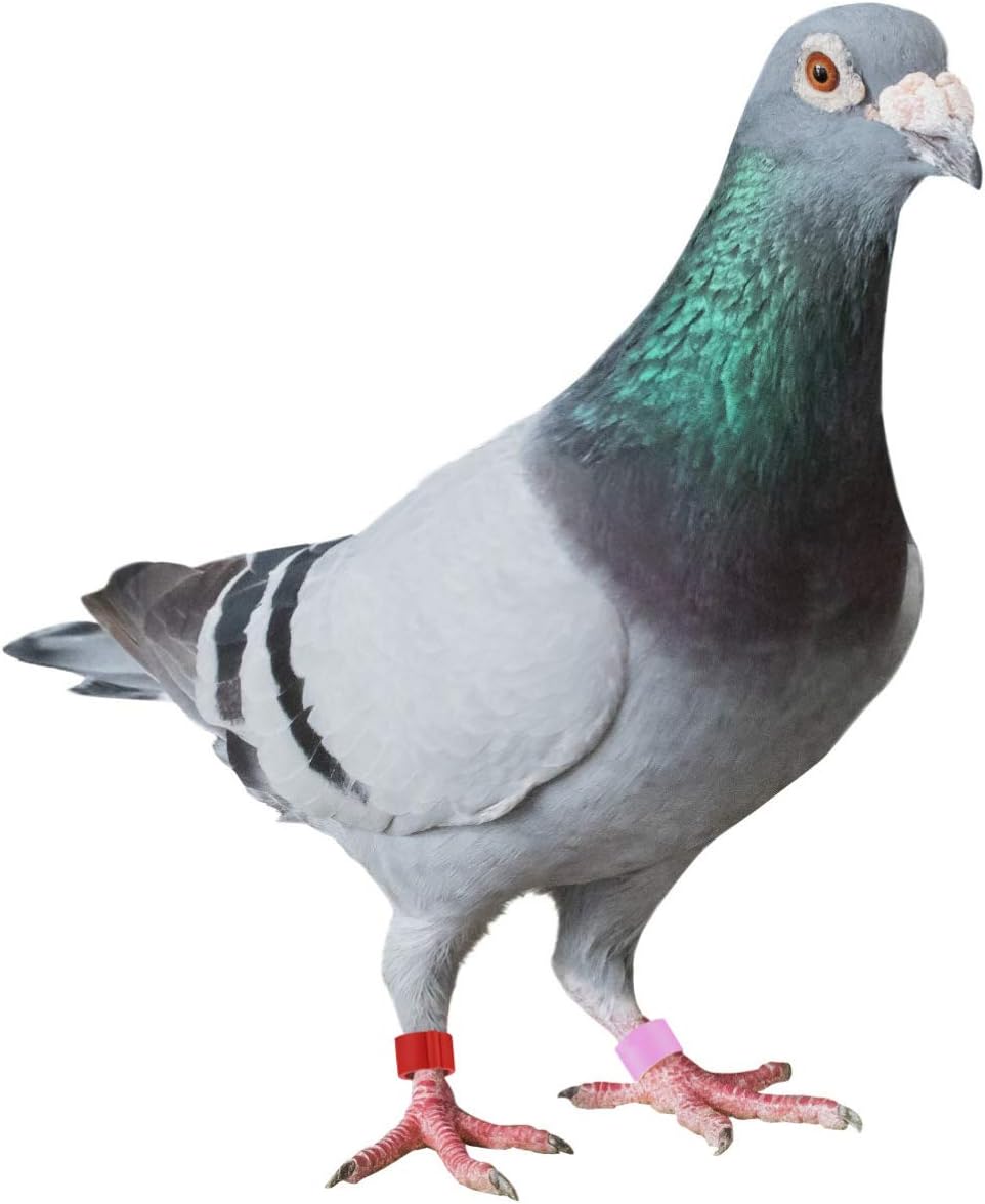 pigeon and bird pet shop