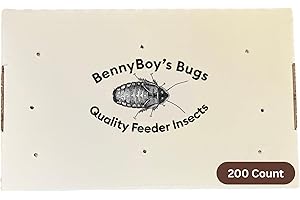 BENNYBOY'S BUGS Live Dubia Roaches - 200 Large Sized (1") Dubia Cockroaches - Living Pet Food for Reptiles, Amphibians, Rodents, Birds, Bearded Dragons, Leopard Geckos, Frogs, Tarantulas, Chameleons