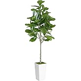 ProDeco Artificial Fiddle Leaf Fig Tree 6ft - Realistic Tall Fake Plants for Office Home Living Room Bedroom Decor Indoor Outdoor - Green Large Silk Faux Floor Plant with Pot