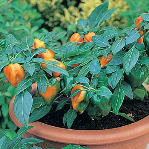 Viridis Hortus - 3 x Mohawk Pepper F1 Hybrid Plug Plants