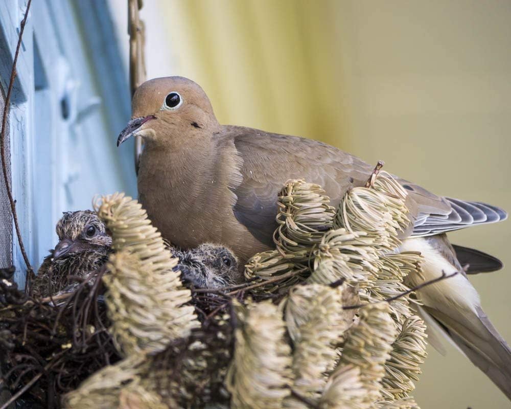 Photographs - Mourning Dove and Chicks