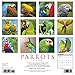Parrots 2017 Wall Calendar