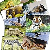 Stages Learning Materials Toddler Education Wild Animal Posters for Class Real Photo Decor for Preschool Bulletin Boards & Circle Time 9 Large Picture Cards