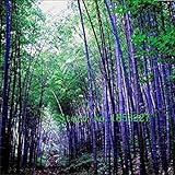 Rare Purple Timor Bamboo Bambusa Bamboo 50 Seeds