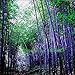 Rare Purple Timor Bamboo Bambusa Bamboo 50 Seeds