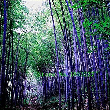 Rare Purple Timor Bamboo Bambusa Bamboo 50 Seeds