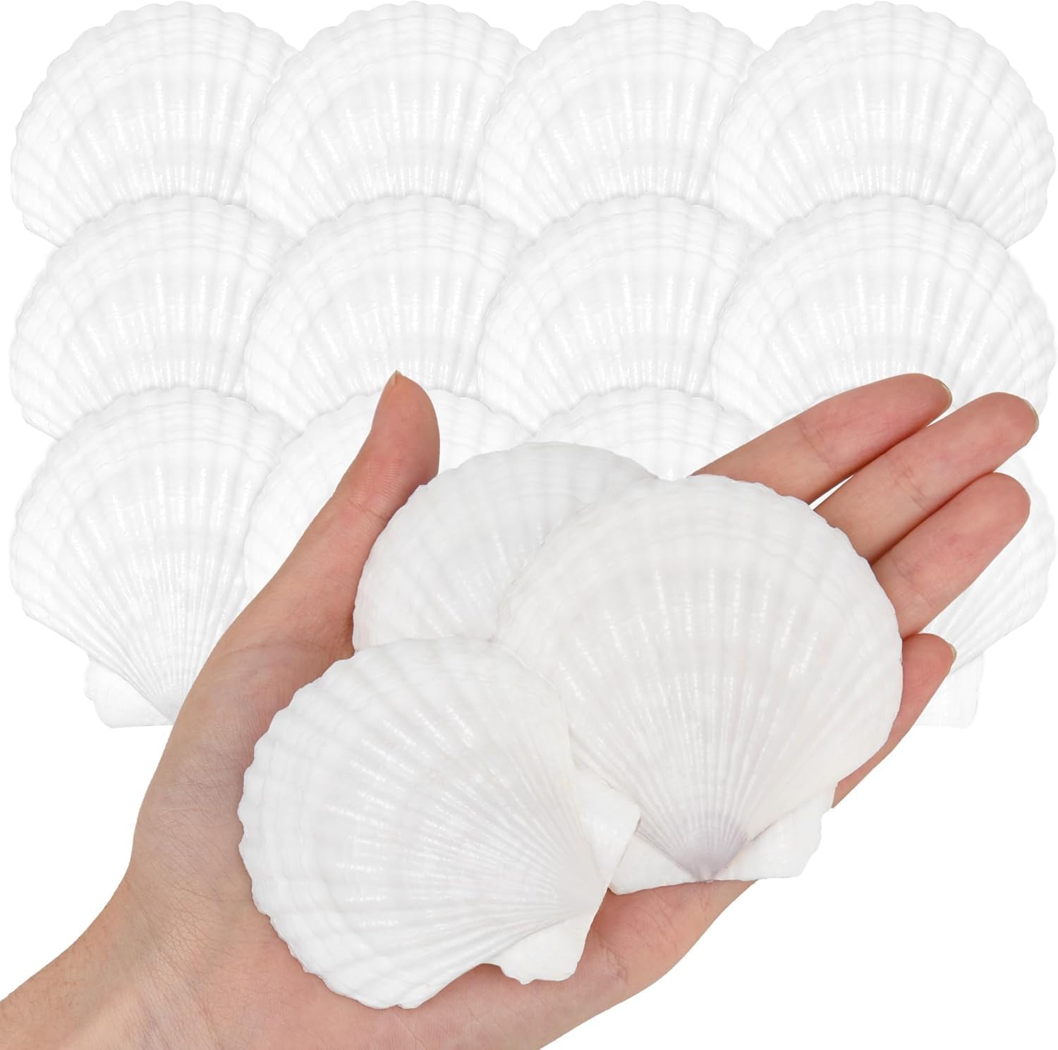 SKOOLOVE 25PCS White Scallops Shells, 5-7CM Natural Seashell from Sea Beach, Sea Shells for Crafts Wedding Decor Beach Theme Party and Home Decor