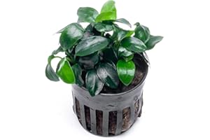 SubstrateSource Anubias Live Aquarium Plants - Potted Freshwater Plant for Fish Tanks, Terrariums - Beginner Friendly Low Light (Nana Petite, 1 Pot)