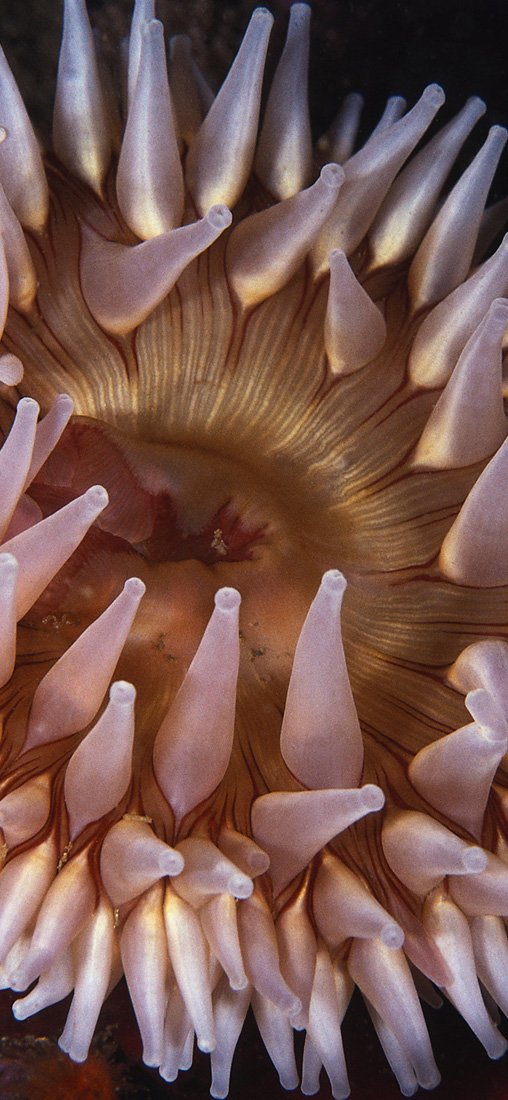 PeelitStickit Underwater, Undersea Wall Murals, ID-092, vinyl