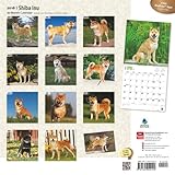 Image de Shiba Inu 2016 Square 12x12