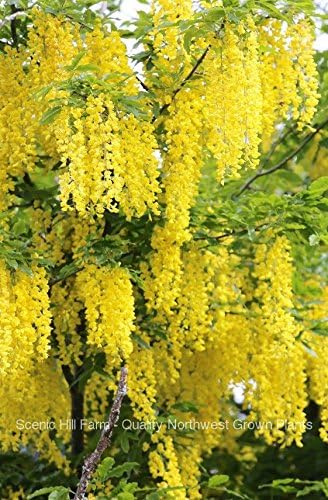 Golden Chain Tree Laburnum anagyroides Live Potted Tree 30-40 Inches Tall