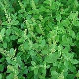 Holy Kaprao Basil Seeds; Rama Tulsi Basil (Ocimum sanctum) 50+ Rare Medicinal Herb Seeds in FROZEN SEED CAPSULES for the Gardener & Rare Seeds Collector - Plant Seeds Now or Save Seeds for Years