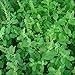 Holy Kaprao Basil Seeds; Rama Tulsi Basil (Ocimum sanctum) 50+ Rare Medicinal Herb Seeds in FROZEN SEED CAPSULES for the Gardener & Rare Seeds Collector - Plant Seeds Now or Save Seeds for Years