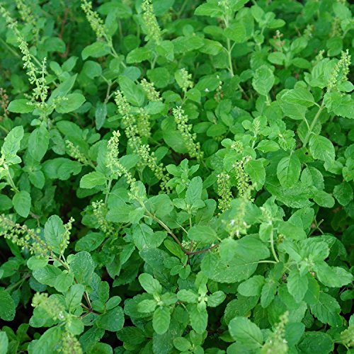 Holy Kaprao Basil Seeds; Rama Tulsi Basil (Ocimum sanctum) 50+ Rare Medicinal Herb Seeds in FROZEN SEED CAPSULES for the Gardener & Rare Seeds Collector - Plant Seeds Now or Save Seeds for Years Holy Kaprao Basil Seeds; Rama Tulsi Basil (Ocimum sanctum) 50+ Rare Medicinal Herb Seeds in FROZEN SEED CAPSULES for the Gardener & Rare Seeds Collector - Plant Seeds Now or Save Seeds for Years
